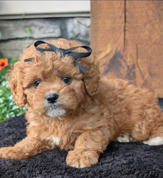 Harley Cavapoo Puppy For Sale