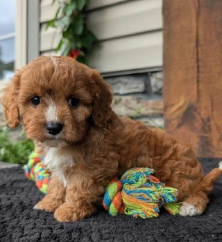 Toby Cavapoo Puppy For Sale