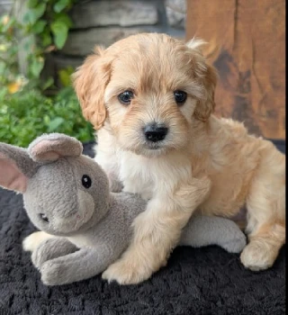 Marko Cavapoo Puppy For Sale