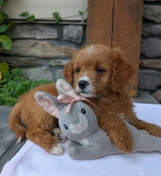 Sally Cavapoo Puppy For Sale