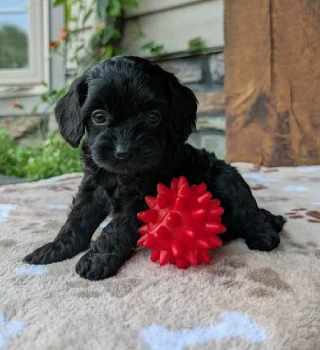 Marley Cavapoo Puppy For Sale